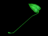 Plantain Leaf